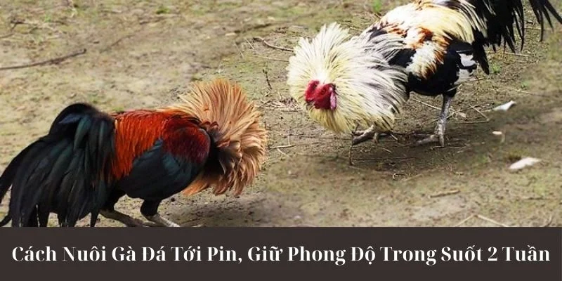 Cách nuôi gà đá tới pin