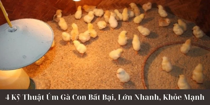 4 Kỹ Thuật Úm Gà Con Bất Bại